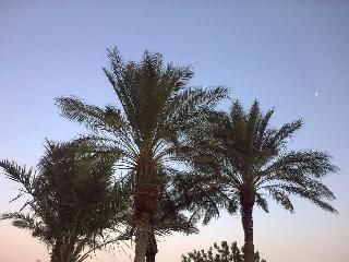 Palmen am Toten Meer - Palms at the Dead Sea